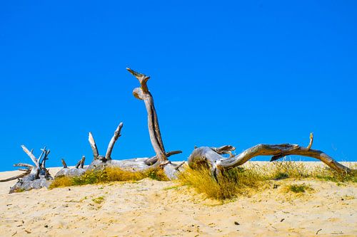 zomer in de Sahara (bij Ommen)