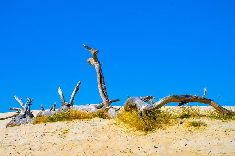 Sommer in der Sahara (bei Ommen) von Stobbe; stiltegrafie