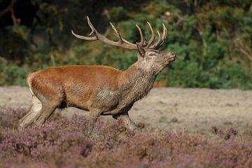 Red deer mating season  by Menno Schaefer