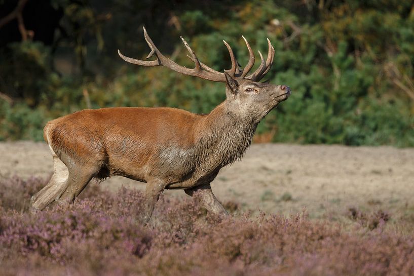 Rothirsch von Menno Schaefer