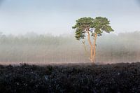 Nebeliger Sonnenaufgang Heidelandschaft Achterhoek