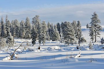 Winter, snow and sun... Yellowstone National Park van wunderbare Erde