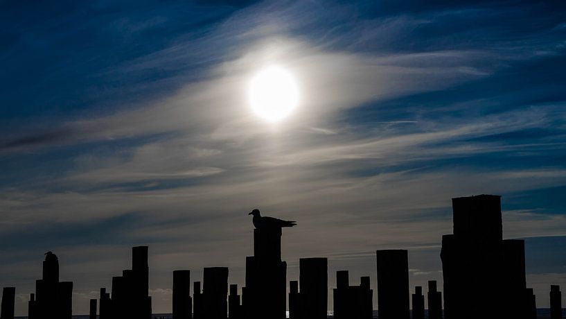 Meeuwen op stutpalen bij zonsondergang von Floris van Woudenberg