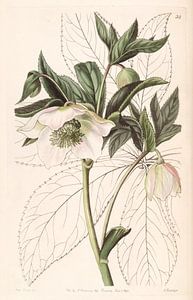 Helleborus orientalis illustration van Sarah Ann Drake.