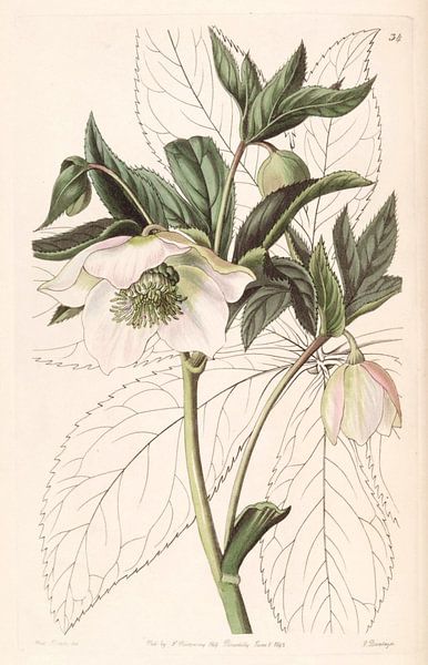 Helleborus orientalis Illustration von Sarah Ann Drake. von Vintage en botanische Prenten