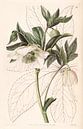 Helleborus orientalis Illustration von Sarah Ann Drake. von Vintage en botanische Prenten Miniaturansicht
