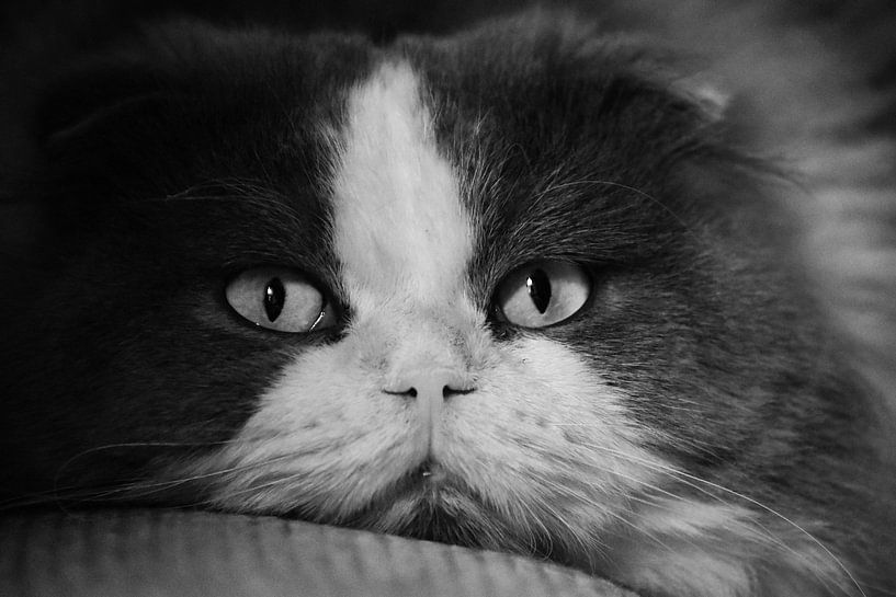 scottish fold kat ogen close up par nathalie verhoeven