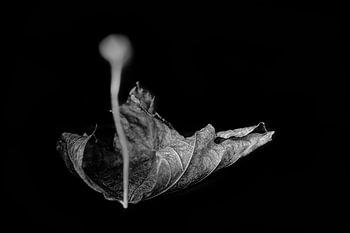 Inside Nature