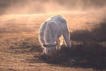 Charolais-Kuh im Nebel