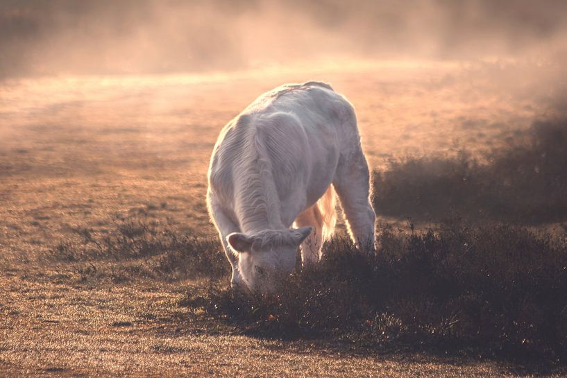 Charolais cow in the fog by Marijke Groos
