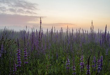 Sonnenaufgang Inneres Feld von Bart van den Dikkenberg