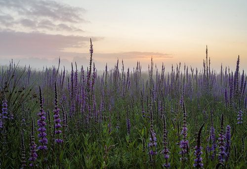 Zonsopkomst Binnenveld