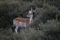 Fallow deer in the dunes