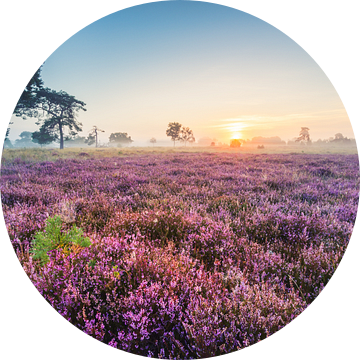 Purple Carpet van Max ter Burg Fotografie