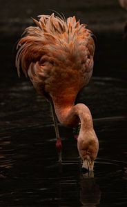 rosa chilenischer Flamingo.
