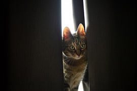 Peeking Cat by Evelien Doosje