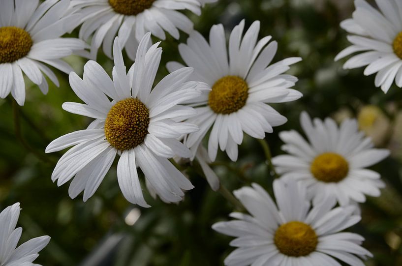Das weiße Meer der Blumen von Dominique Stevens