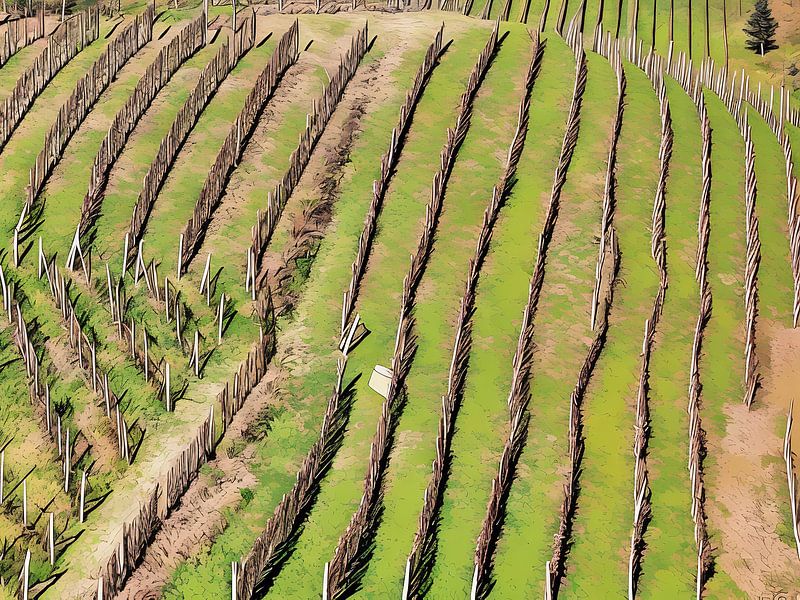 Vignobles en terrasses des Langhe par Sergio Pazzano