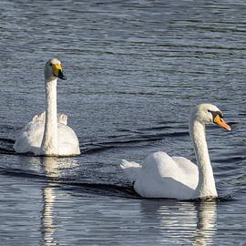 Wilder Schwan von Cees van der Linden