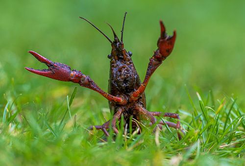 Amerikaanse rivierkreeft