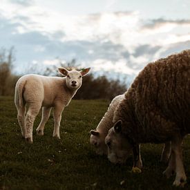 Lamb by Laura