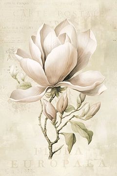 Magnolia Spring Romance Pastel Beige III by Andrea Haase