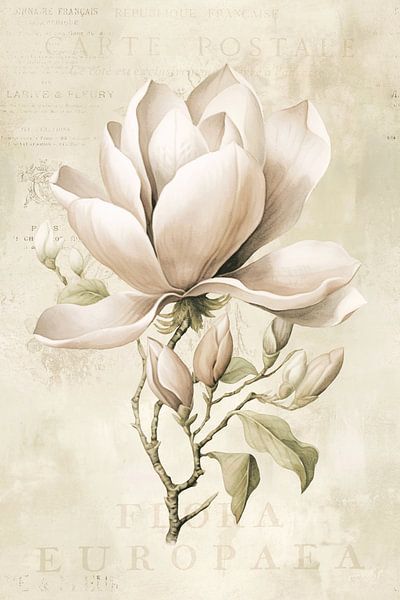 Magnolia Spring Romance Pastel Beige III par Andrea Haase