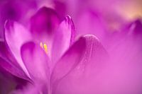 Close-up Bloem Studie