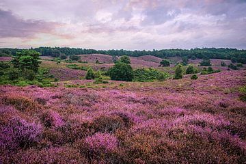 Blühende Heidelandschaft in der Nähe der Posbank, Niederlande