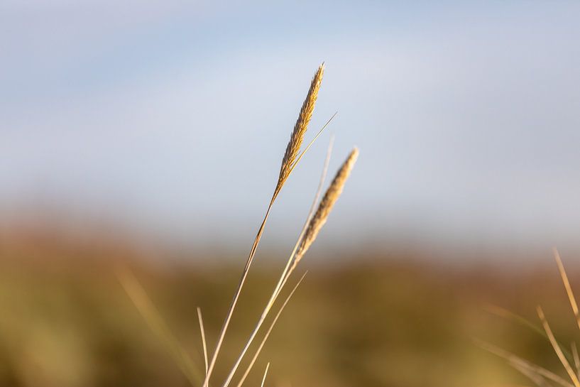 Marram grass in the sunlight by Percy's fotografie