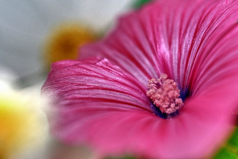 rosa Blütenmakro par Edgar Schermaul