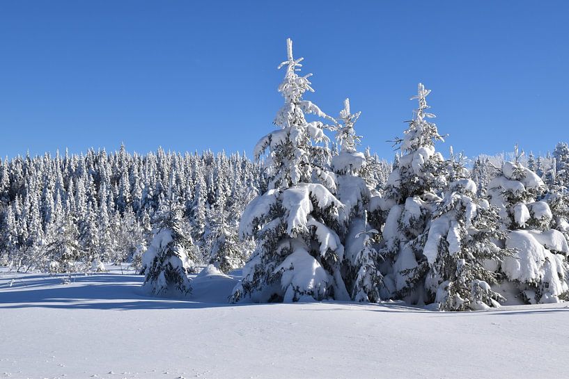Ein verschneiter Wald nach dem Sturm von Claude Laprise