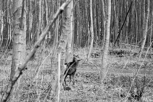 Oostvaardersplassen, Edelhert
