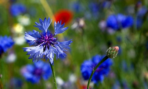 korenbloem in een bloemenveld