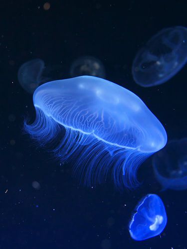 Jellyfish in the water 4