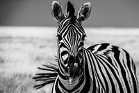 Zebra met zwiepende staart