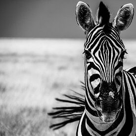 Zebra met zwiepende staart von Marit van de Klok