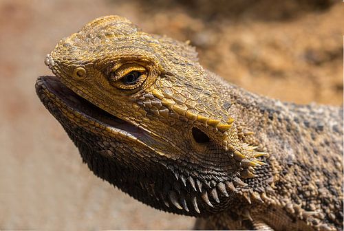 leguaan