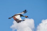 Crown Crane