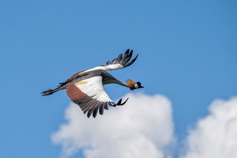 Crown Crane by Mieke Geurts-Korsten