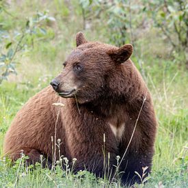 Brown bear in Canada with heart on his chest by Inge van den Brande