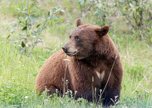 Brown bear in Canada with heart on his chest by Inge van den Brande