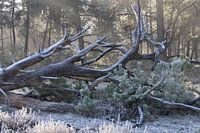Vereister toter Baum