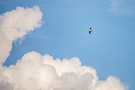 Buzzard in the clouds by Erik Veldkamp thumbnail