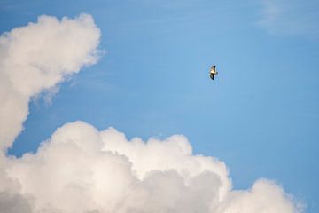 Buzzard in the clouds by Erik Veldkamp