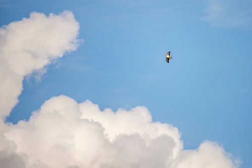 Buizerd in de wolken