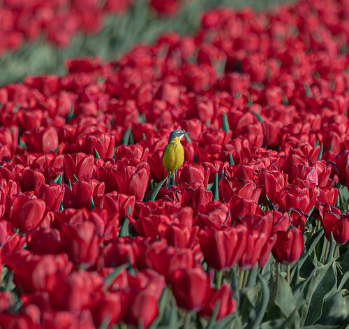 Nederlandse tulpen krijgen bezoek van de gele kwikstaart. van Wouter Van der Zwan