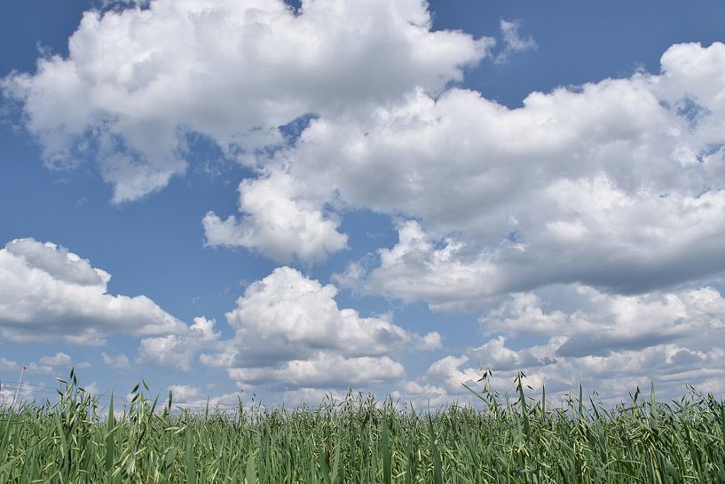 An oat field under an autumn sky by Claude Laprise
