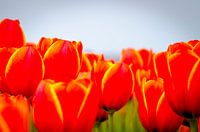 Tulpenveld