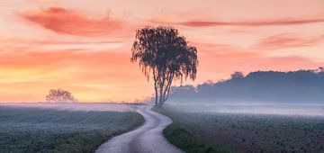 Birch tree before sunrise by Rainer Mirau